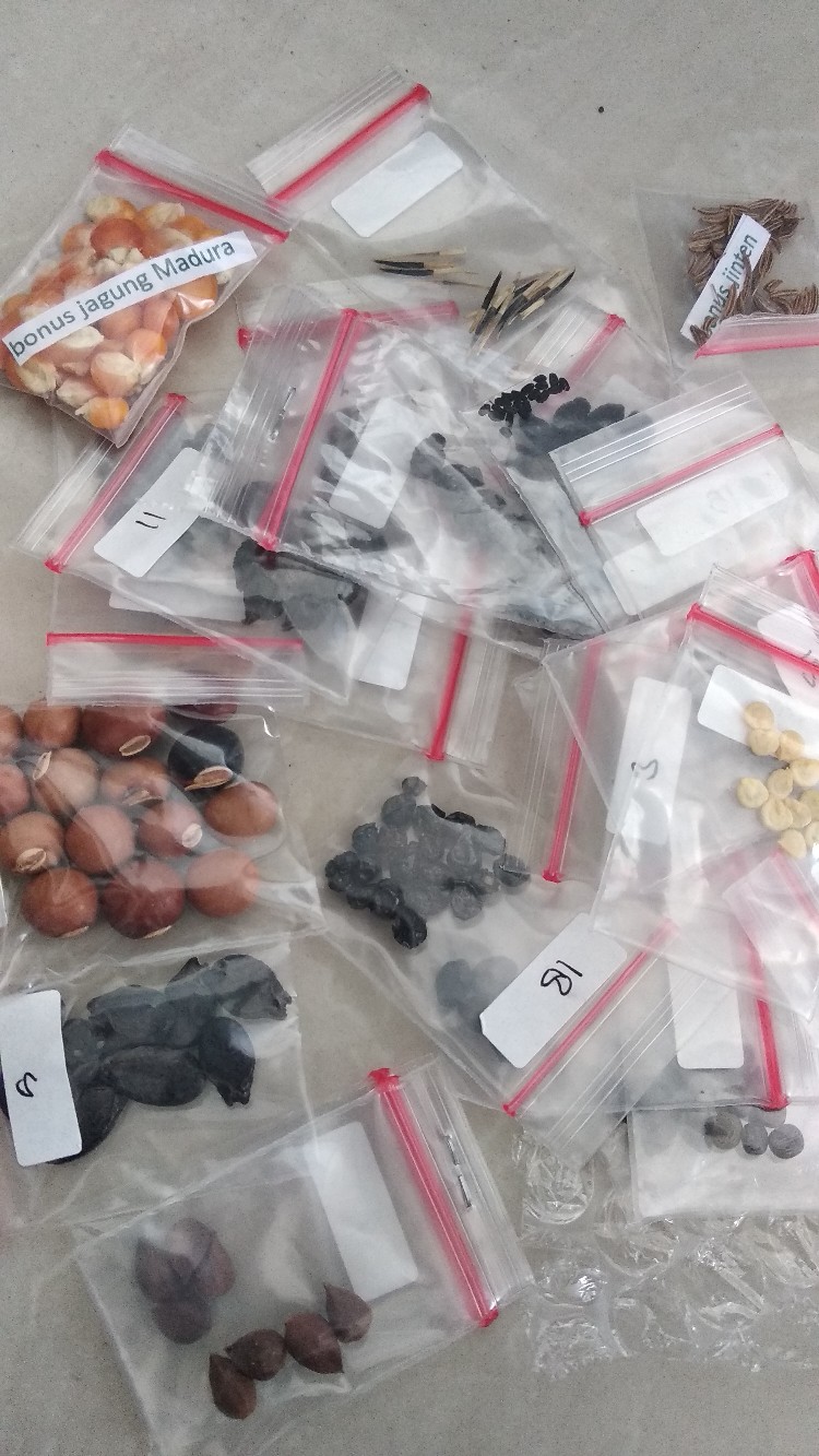 Biji/benih/bibit Tanaman Paprika Mix (10 Biji)