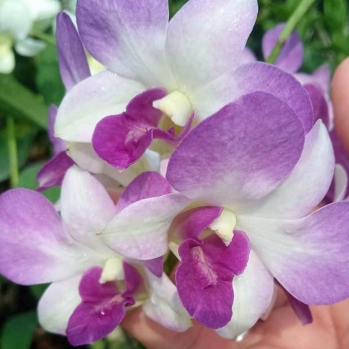 Pohon Anggrek Dendrobium Aridang Blue Dewasa Siap Spike