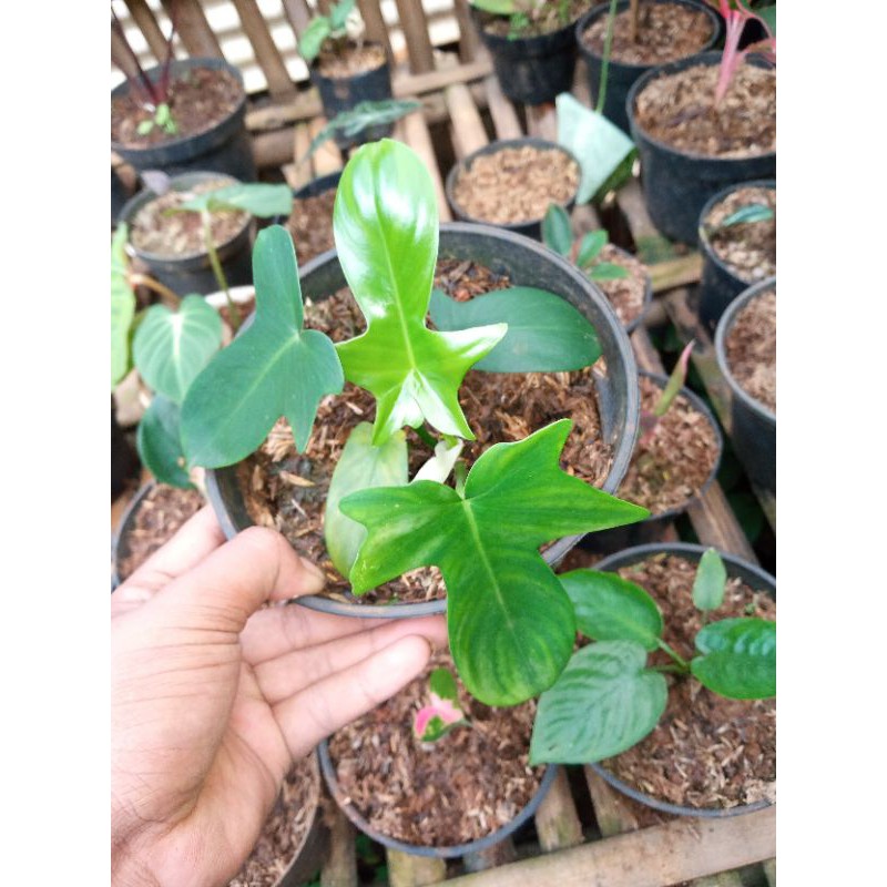 tanaman hias philo merpati - philo merpati . -Tanaman hias hidup-bunga hidup