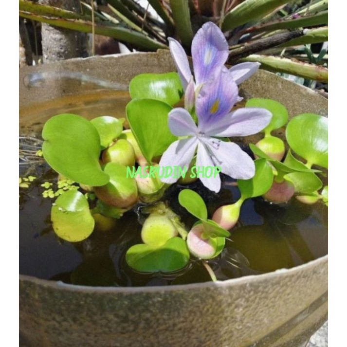 

[Fresh] BIBIT ECENG GONDOK 20 POHON / BIBIT TANAMAN HIAS ECENG GONDOK / EICHHORNIA CRASSIPES /