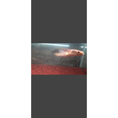 chana maru ys uk 18-19cm mata merah singel tank ikan tua