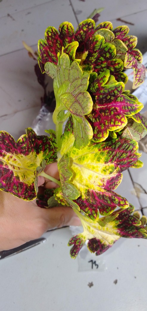 No 20 Tanaman Hias Miana/coleus/iler/jawer Kotok