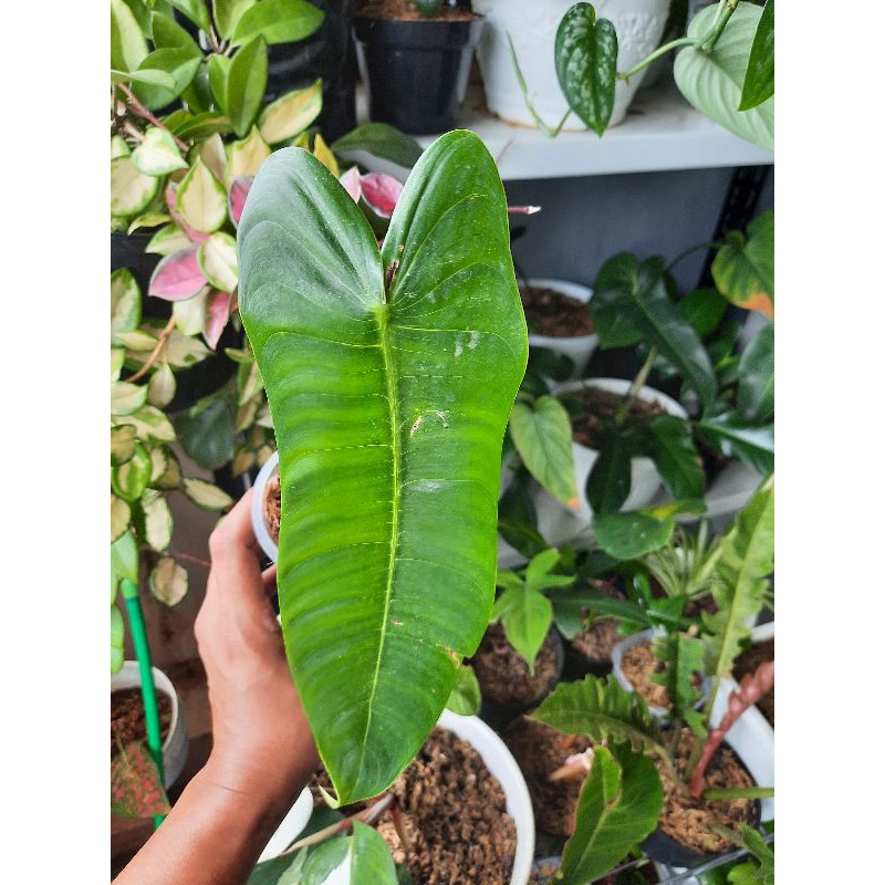 philodendron sharoniae