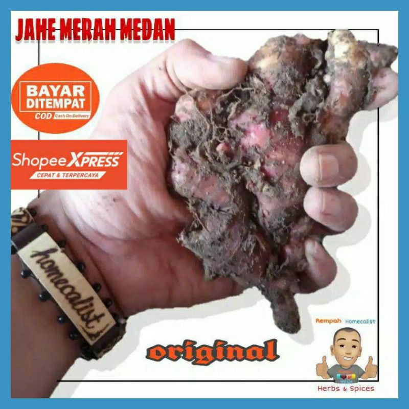 Jahe Merah Jahe Merah Medan Segar