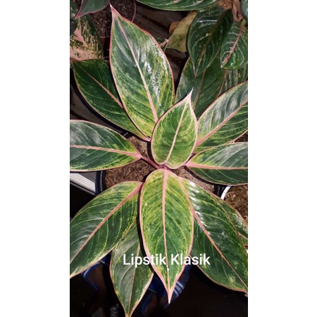 tanaman hias anglonema lipstik klasik#promo