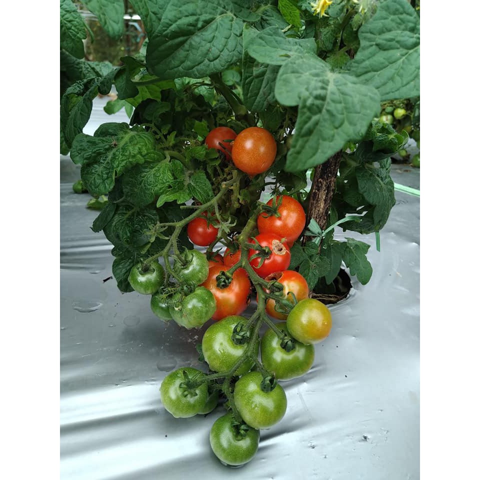 Benih Bibit Biji - Tomato Red Robin Cherry Dwarf Tomat Ceri Merah Seeds