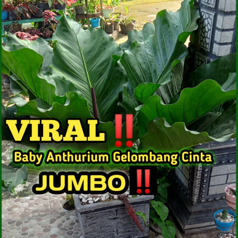 bunga anturium gelombang cinta