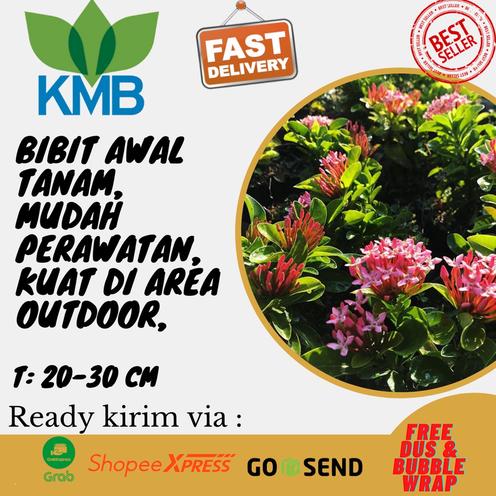 Tanaman Bunga Soka Pink-soka jambon bunga pink