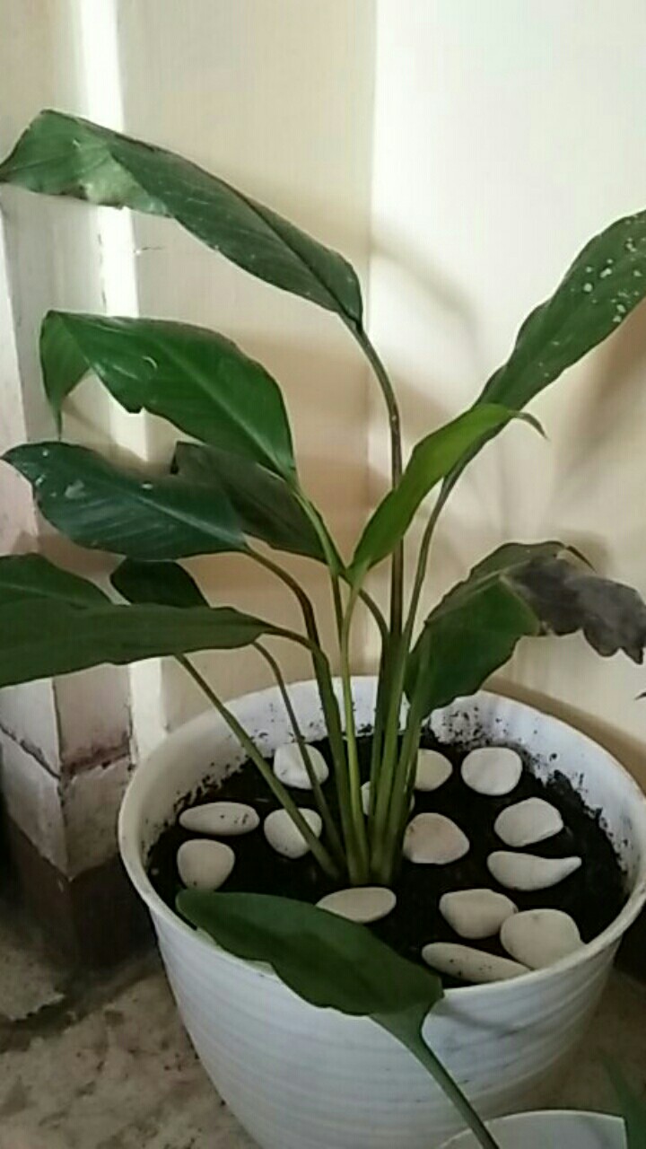 Spatifilum Green/peace Lily Green