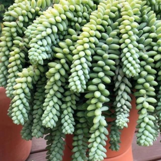 Tanaman Gantung Sedum Dasyphyllum sukulen