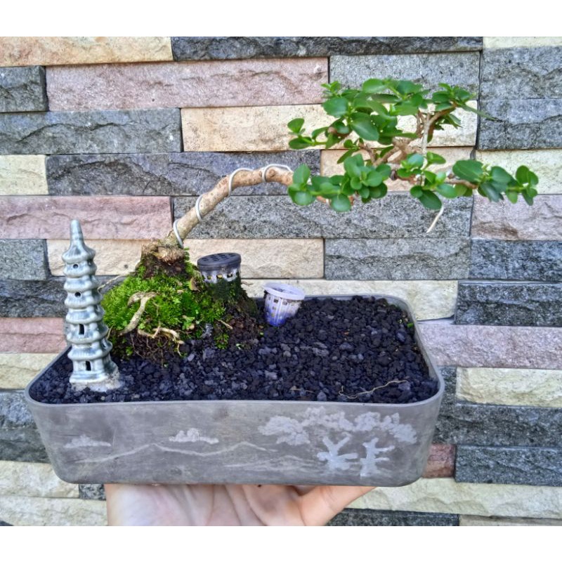 bonsai sancang small