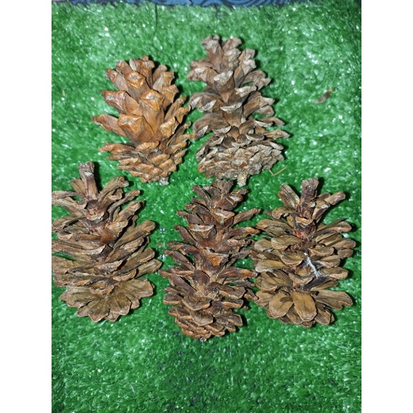 Mainan gigit gigitan / snack hamster pinecone / pine cone / pinus