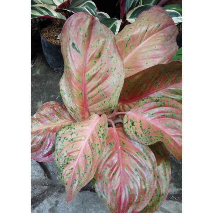  Big  Roy  Big  Aglonema Aglaonema Shopee Indonesia