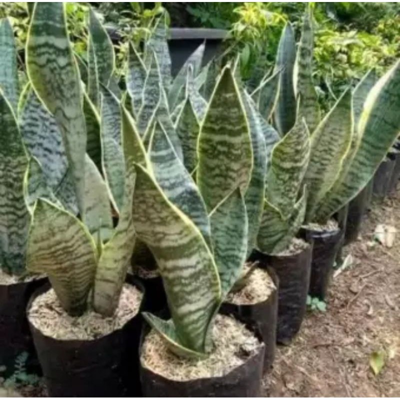 Tanaman hias sensivera superba