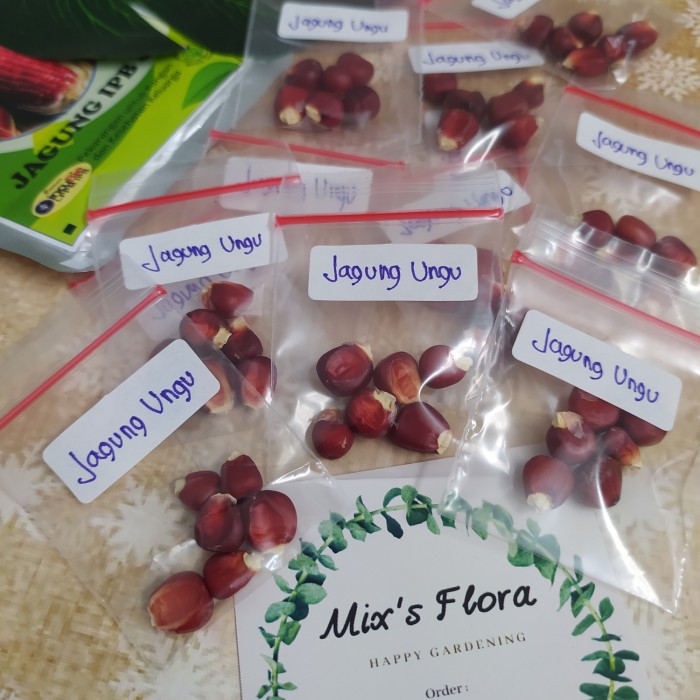 Bibit Jagung Ungu Benih
