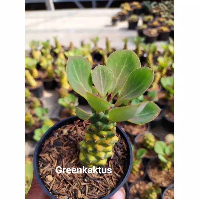 

Monadenium