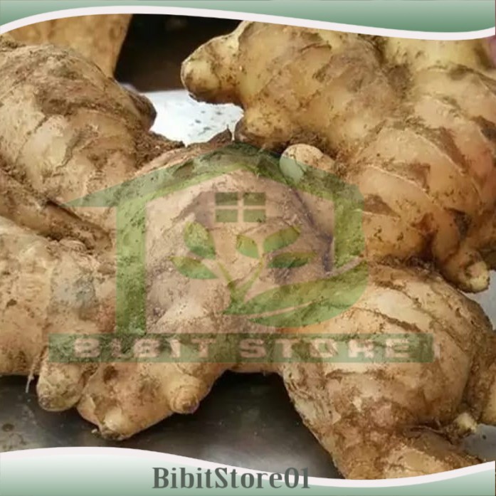 

Jahe Gajah / Jahe Putih Segar 500 gram