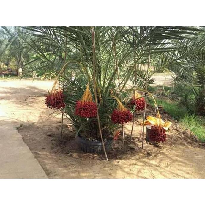 %% Terpopuler Benih Biji Kurma Tropis Jenis H1 Merah Asal Thailand Bagus