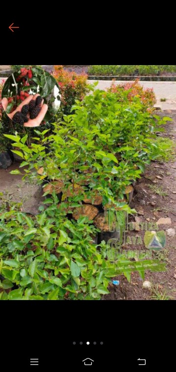 Bibit Murbei Berbuah