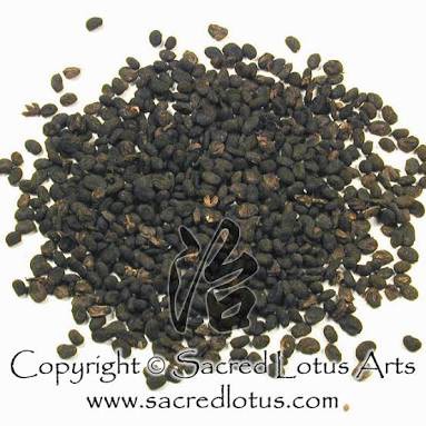 

600 G GR GRAM BU GU ZHI PO GU ZHI 补骨脂 破故纸 PSORALEA FRUCTUS MALAYTEA SCURFPEA FRUIT