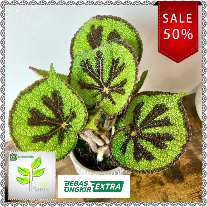 tanaman hias begonia iron cross / begonia tapak macan