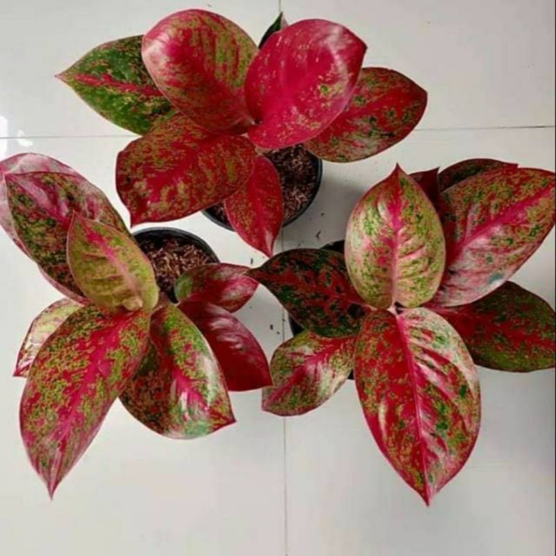 Tanaman Hias Aglonema Red Stardust - Aglonema Stardust-aglonema