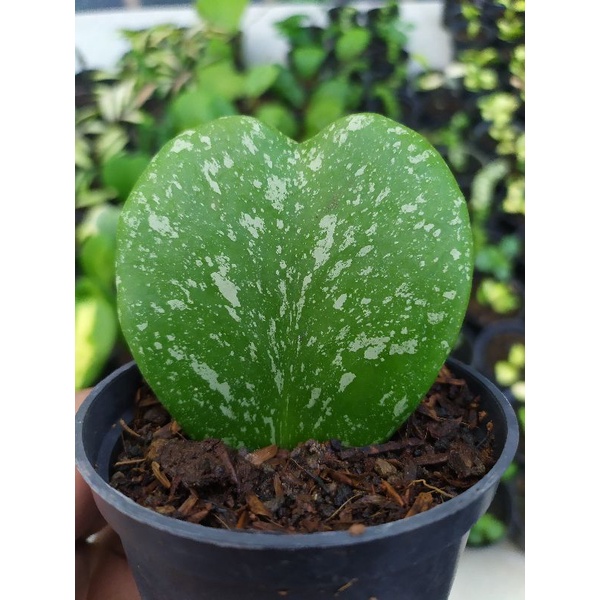 Hoya Love kerii Splash Import | kaktus dan sukulen