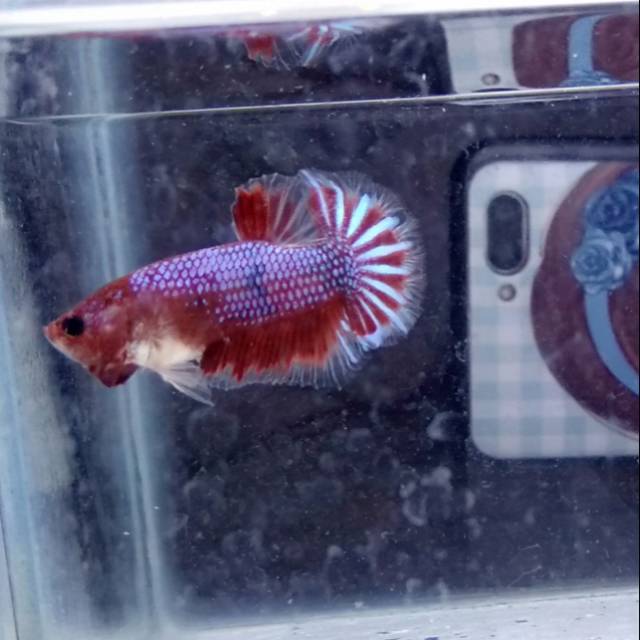 Cupang FANCY LINE HELLBOY