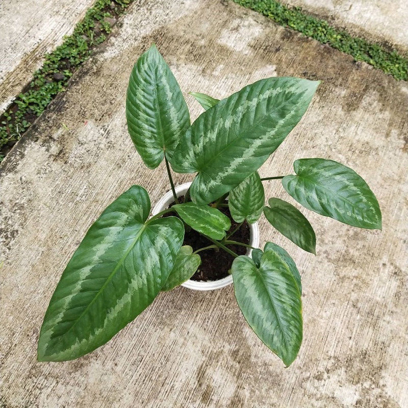 Schismatoglottis Wallichii