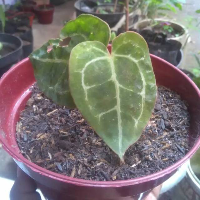 abukholid07