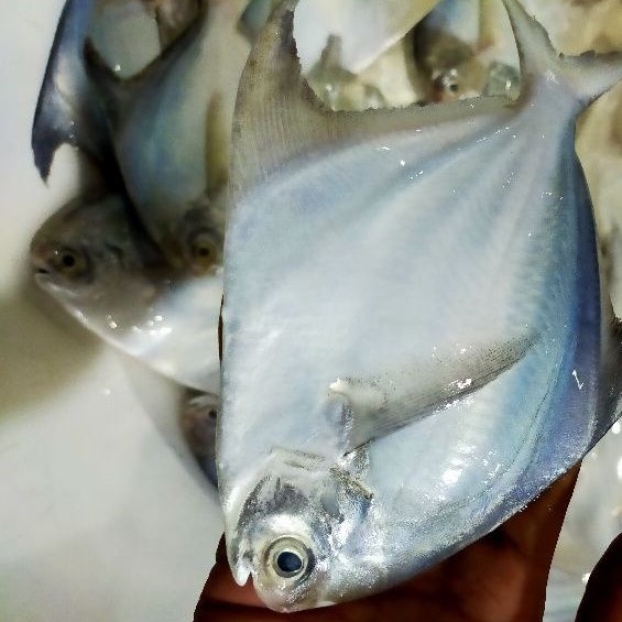 

ikan bawal putih size 2-3/kg
