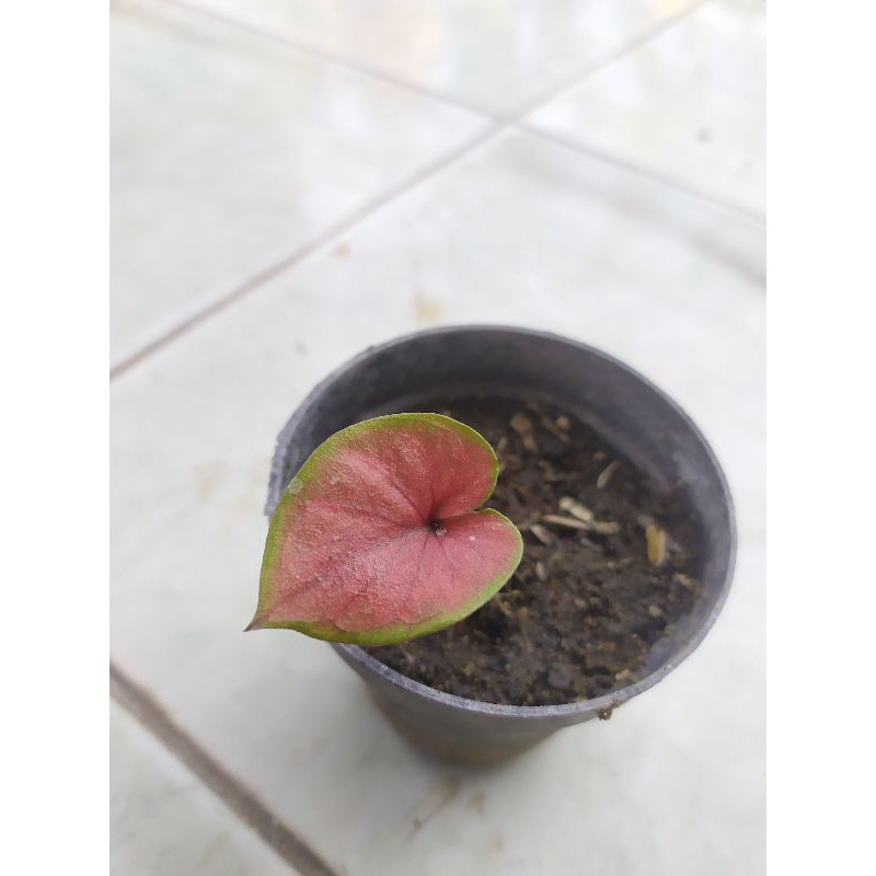 Caladium New Hybrid B | Silangan dari biji