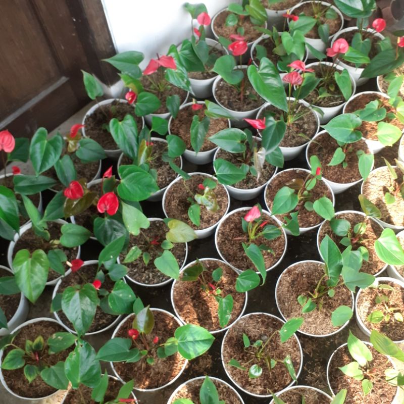 Anthurium Bunga Presiden Besar dan Rimbun