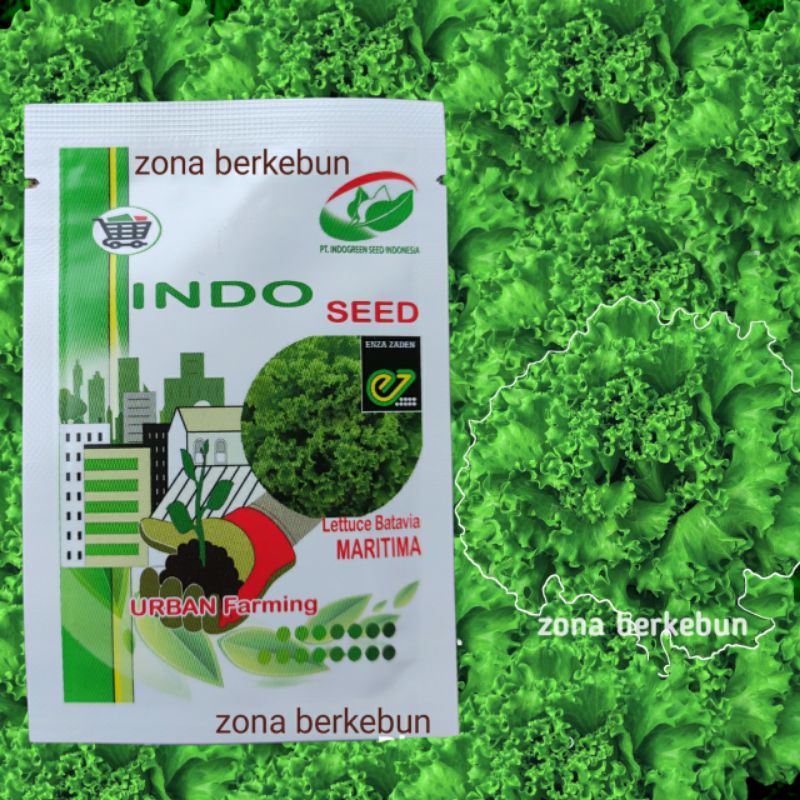 SELADA MARITIMA INDOSEED ENZA 1GR BATAVIA LETTUCE