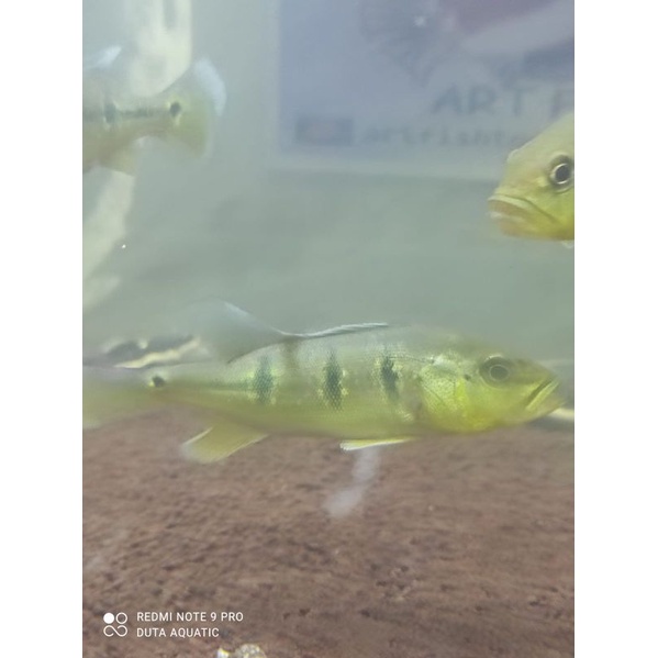 pbass Orinoco 12-14 cm