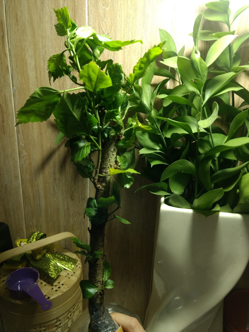 Bibit Tanaman Bunga Sepatu Ganda Pohon Bunga Sepatu Double Ungu Kuning Merah Pohon Kembang Sepatu