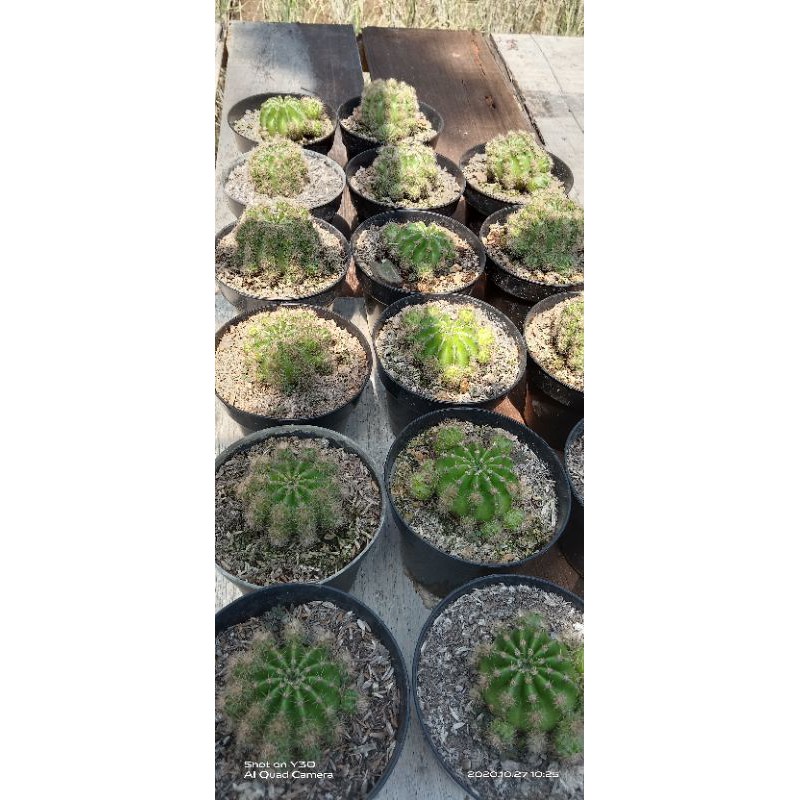 kaktus anakan banyak