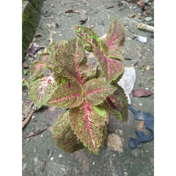 bunga miana batik lokal premium berakar