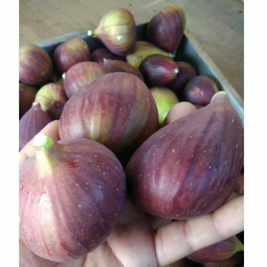 

Buah tin Yordania fresh Organik 500 gram