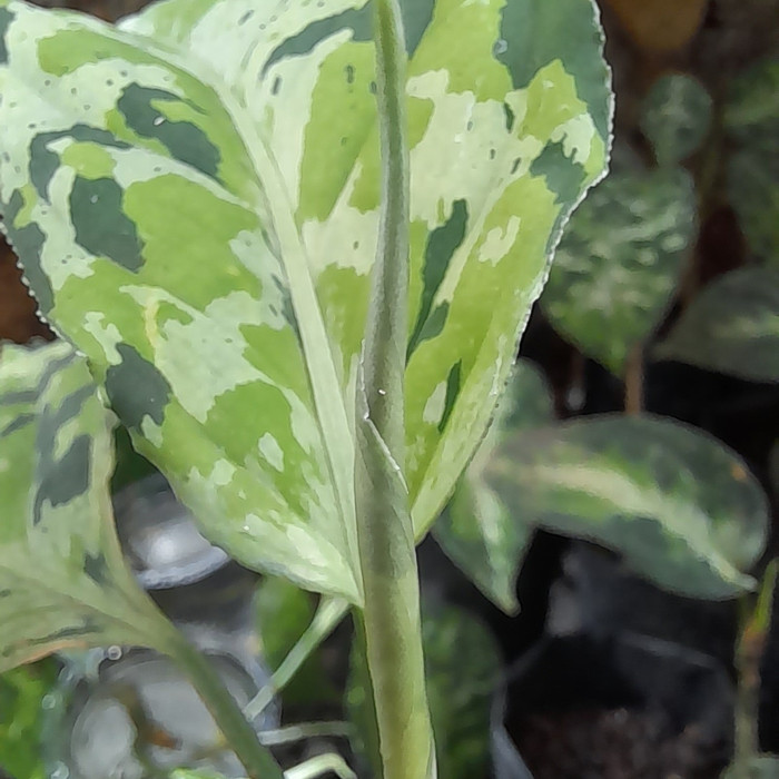 aglonema pictum tricolor