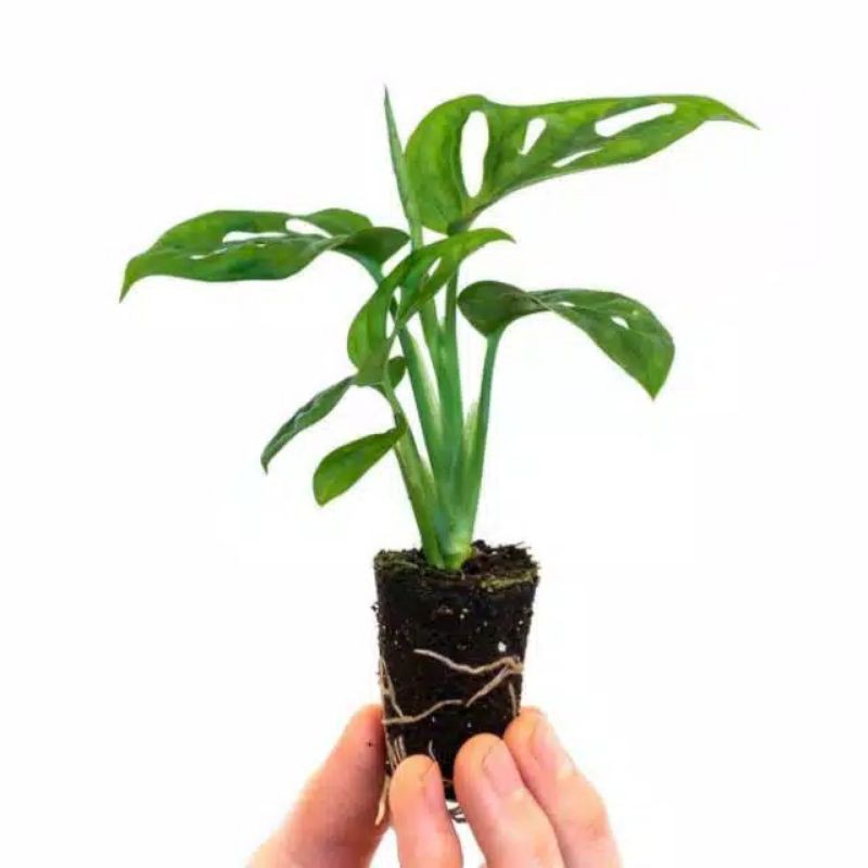 TANAMAN JANDA BOLONG - STEK JANDA BOLONG SUDAH BERAKAR 1 - 2 DAUN