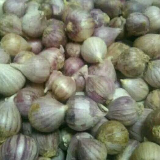 

PALING HOT!! KODE-597 Bawang Putih Tunggal / Lanang 1Kg