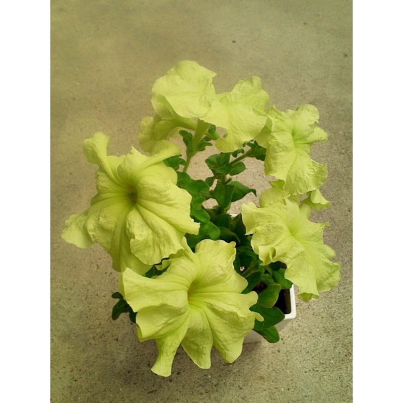 Petunia Sophistica Lime Green F1