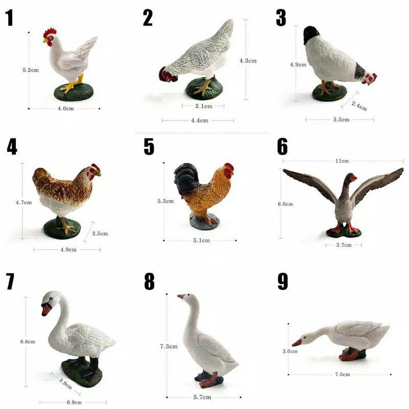 81+ Gambar Gambar Hewan Unggas Terbaru