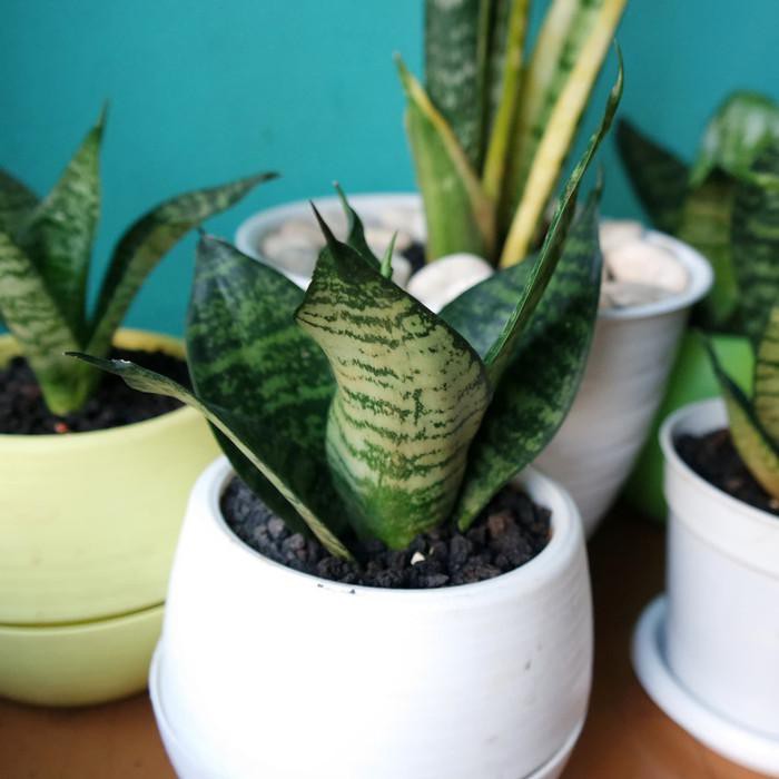 Tanaman Hias Lidah Mertua Mini dengan Pot Sansevieria Robusta