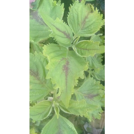tanaman hias herbal toga miana miyan premium  jawer kotok iler hijau tengah coklat daun besar