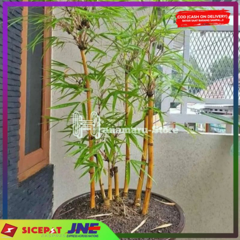 Tanaman hias bambu kuning Bibit bambu kuning asli