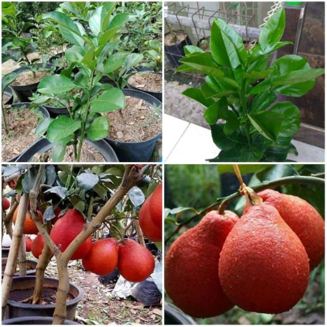 BIBIT JERUK RED PAMELO PAMELO MERAH