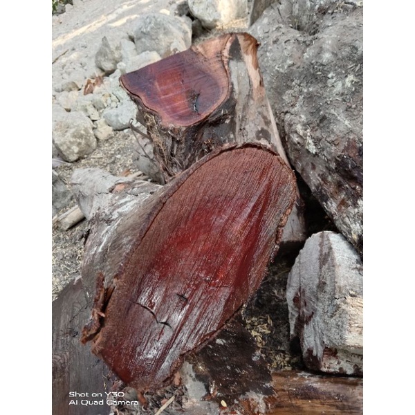 nagasari/nogosari bahan kerajinan