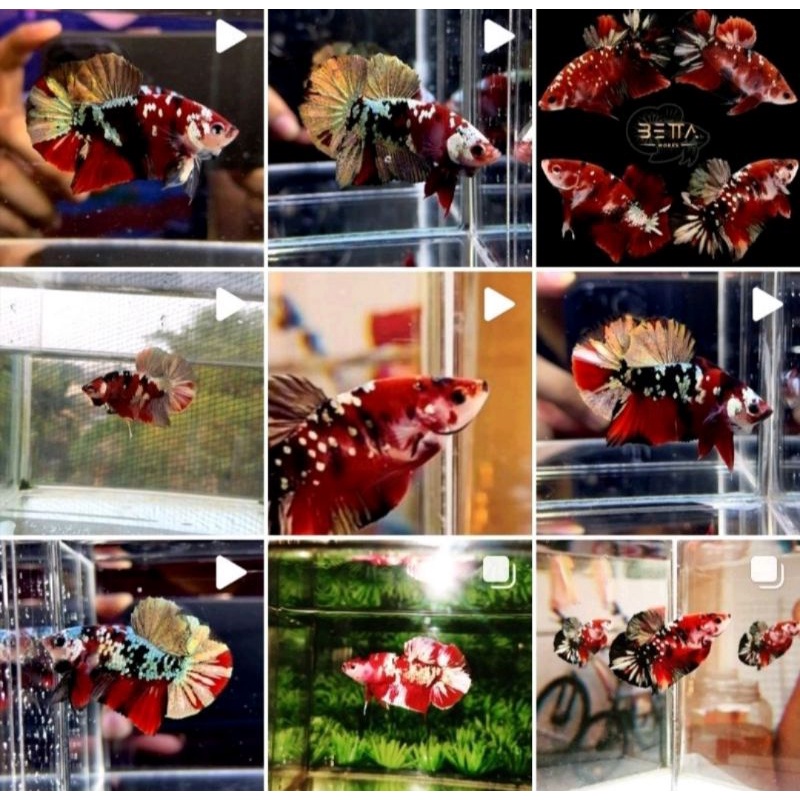 copper copperan nemo copper red koi copper avatar copper.